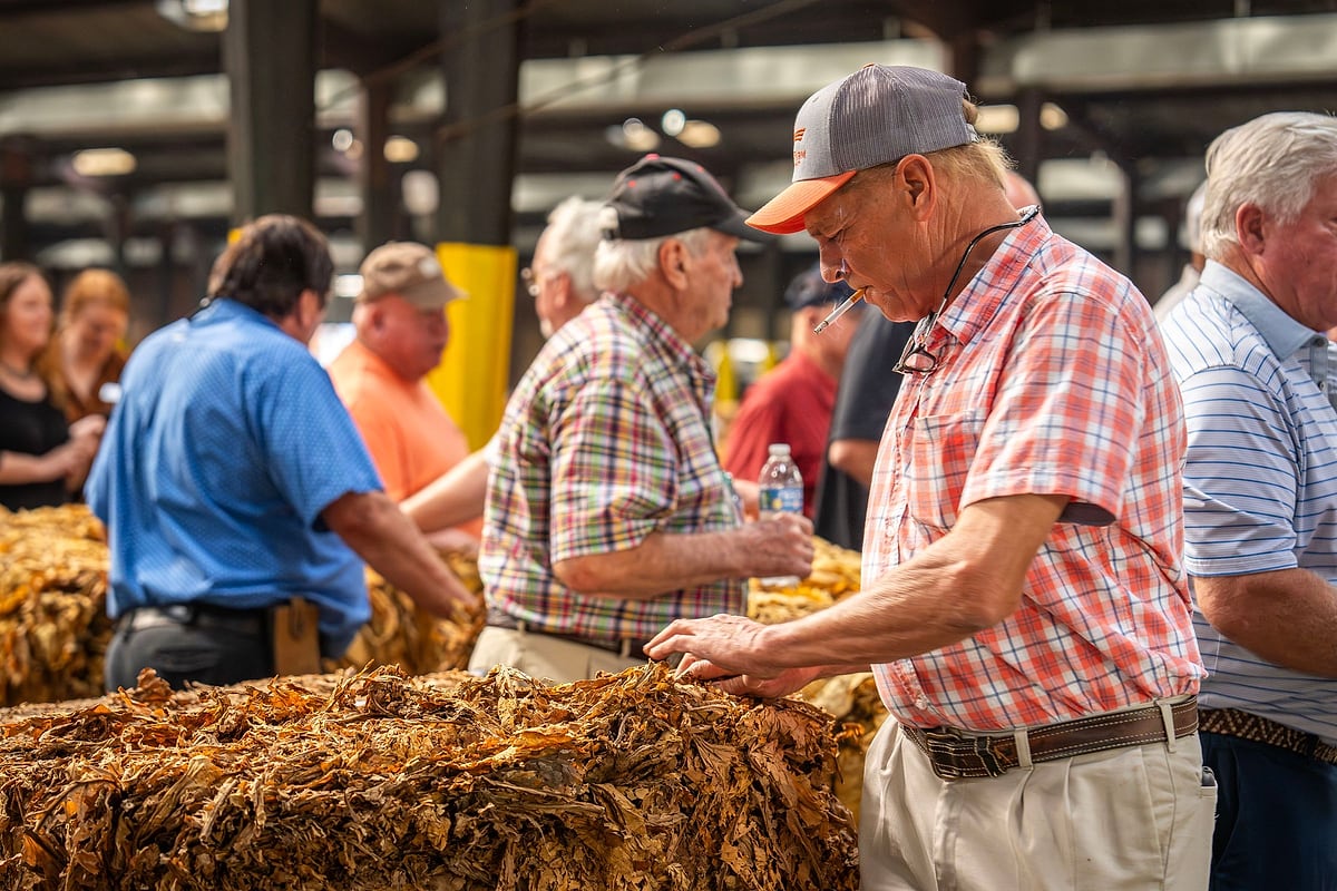 Begutachtung getrockneter Tabakblätter auf dem Markt