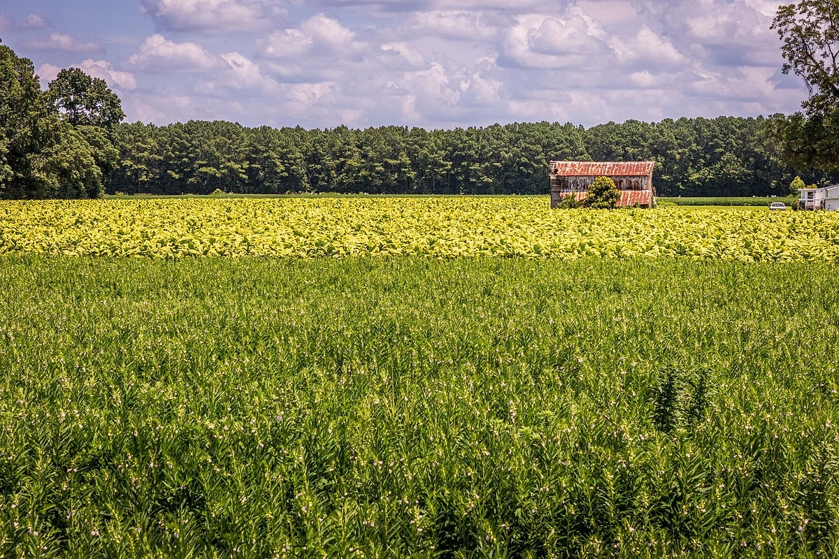 Tabakfeld mit Scheune unter Sommerhimmel