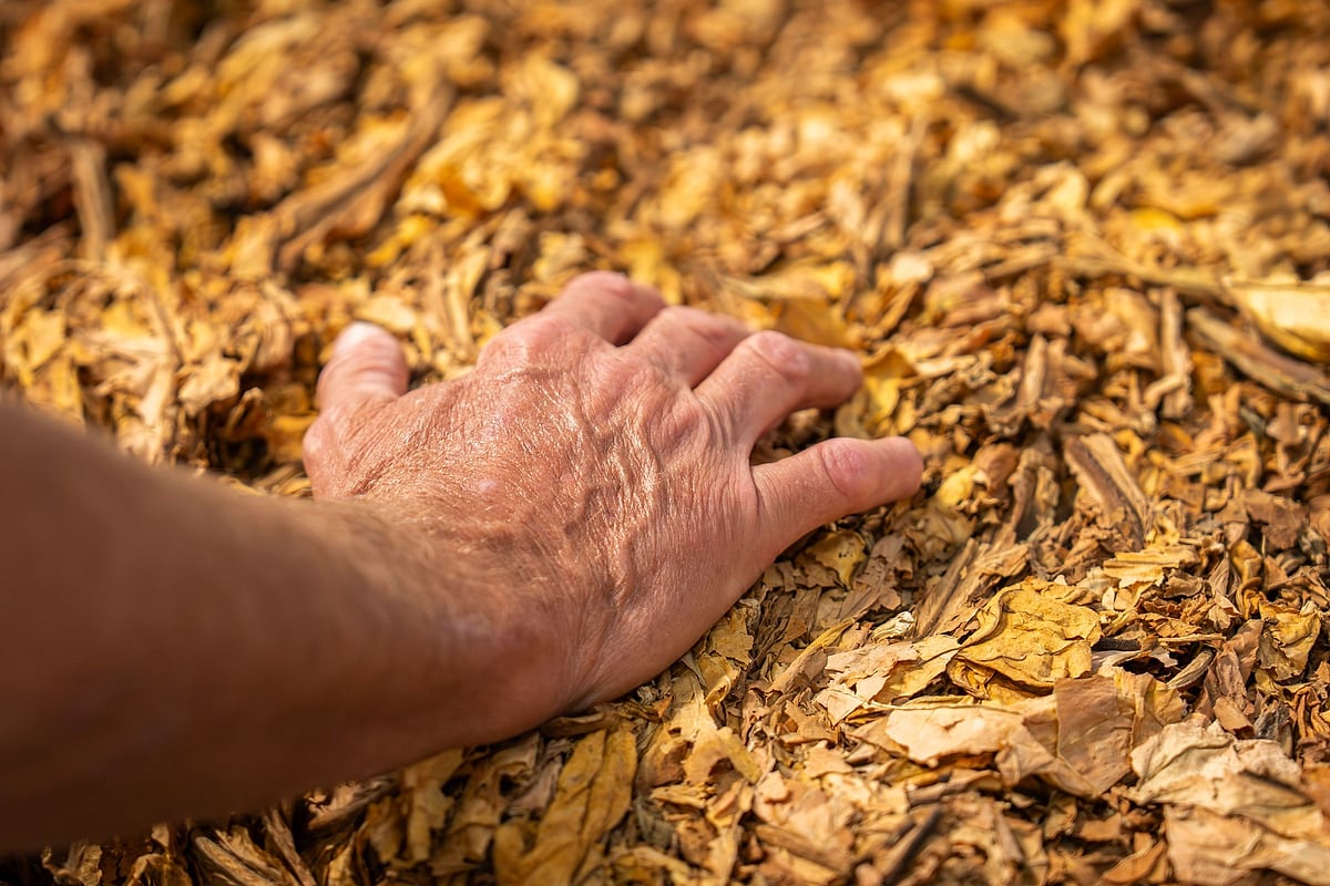 Hand auf einem Stapel getrockneter Tabakblätter