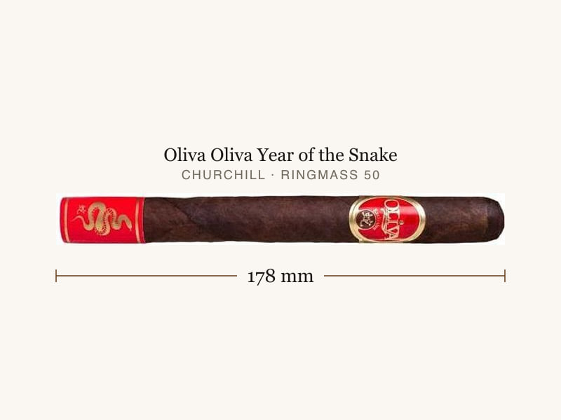 Oliva Oliva Year of the Snake, Maßangaben: Länge 178 mm, Ringmaß 50