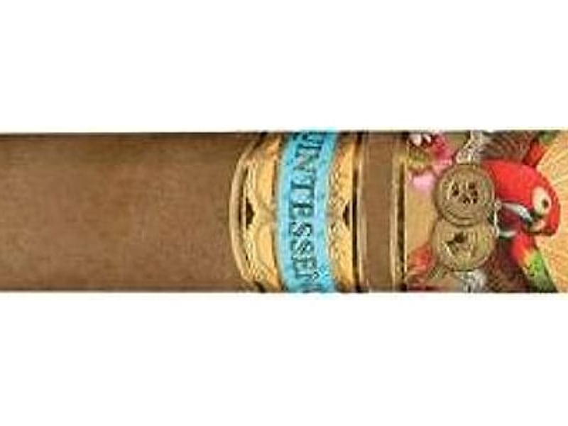 Paradiso Paradiso Quintessence Robusto, Detailansicht